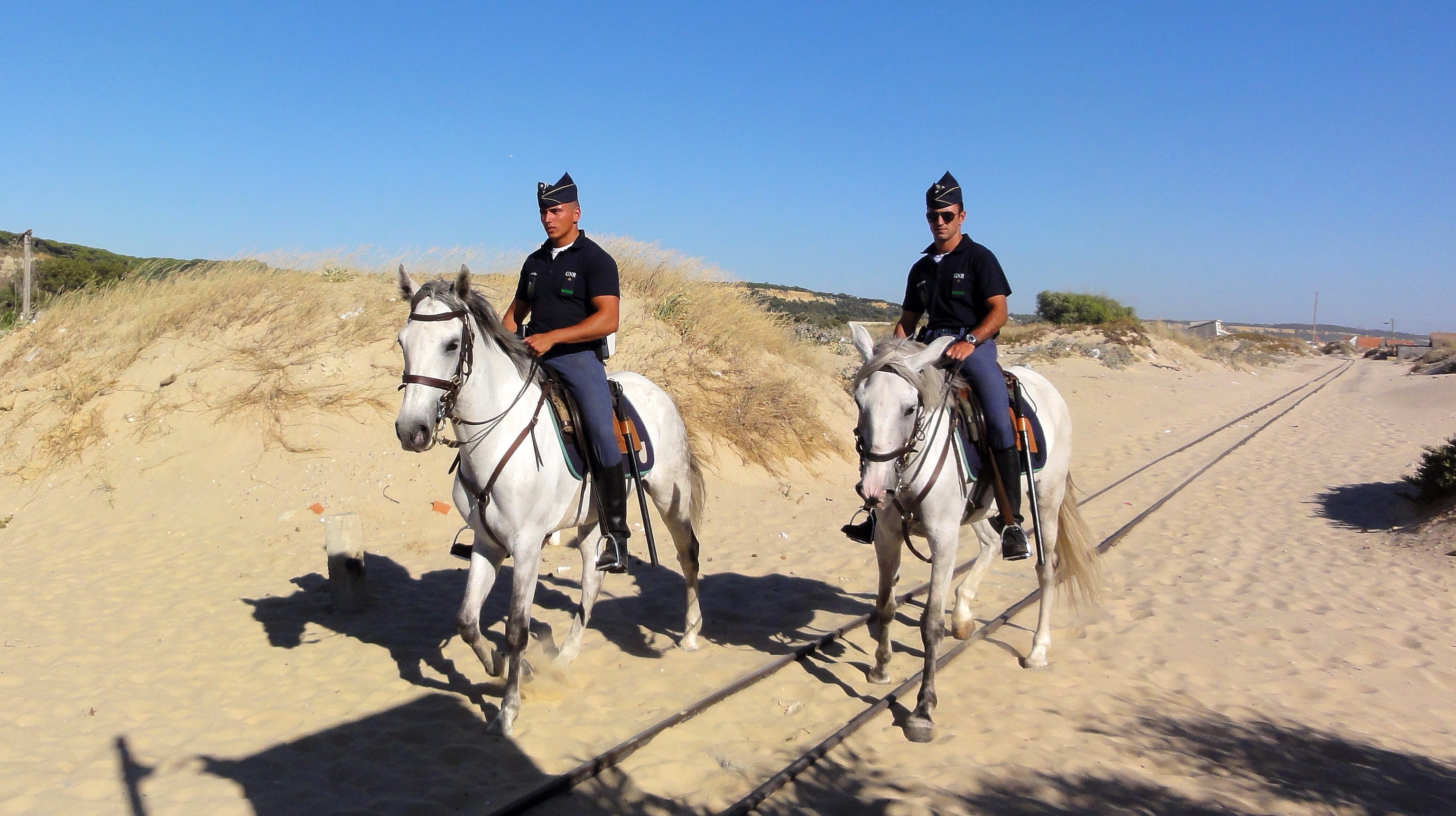 Lusitano horses, GNR cavalry (Portugal)