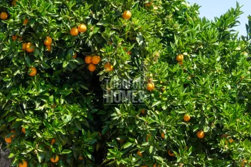 Orange Grove Farm