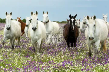 Horses