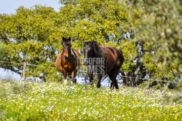 Horses