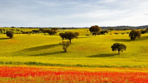 1 Alentejo
